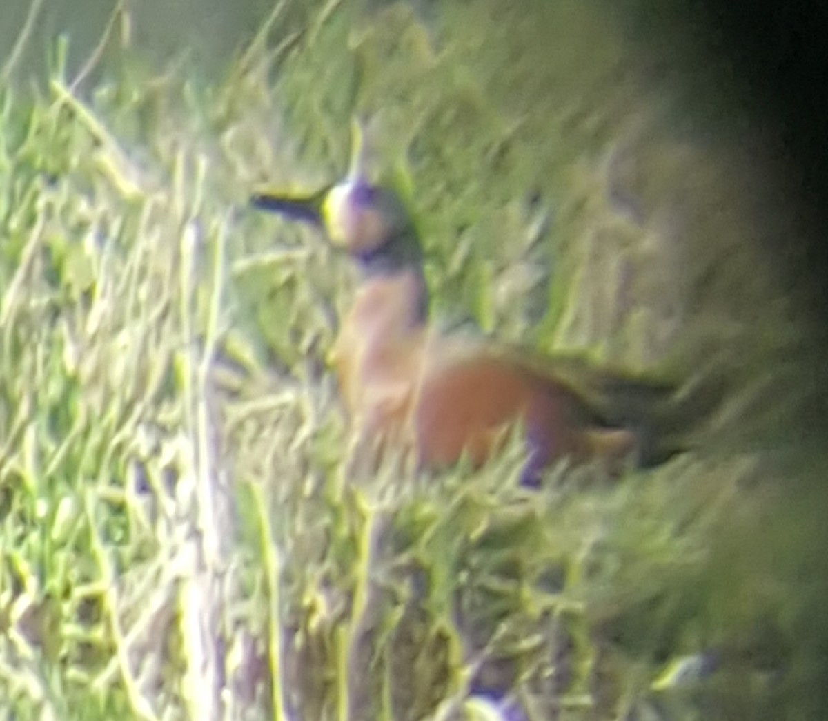 Cinnamon Teal x Northern Shoveler (hybrid) - ML153559001