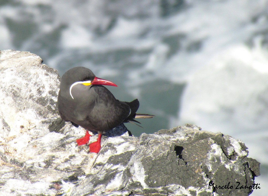 Inca Tern - ML153559011