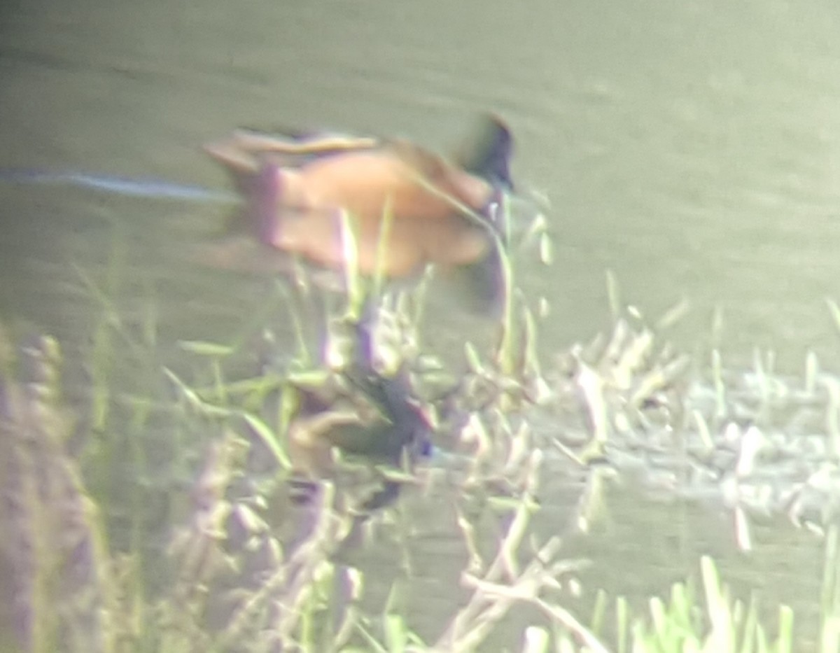 Cinnamon Teal x Northern Shoveler (hybrid) - ML153559031