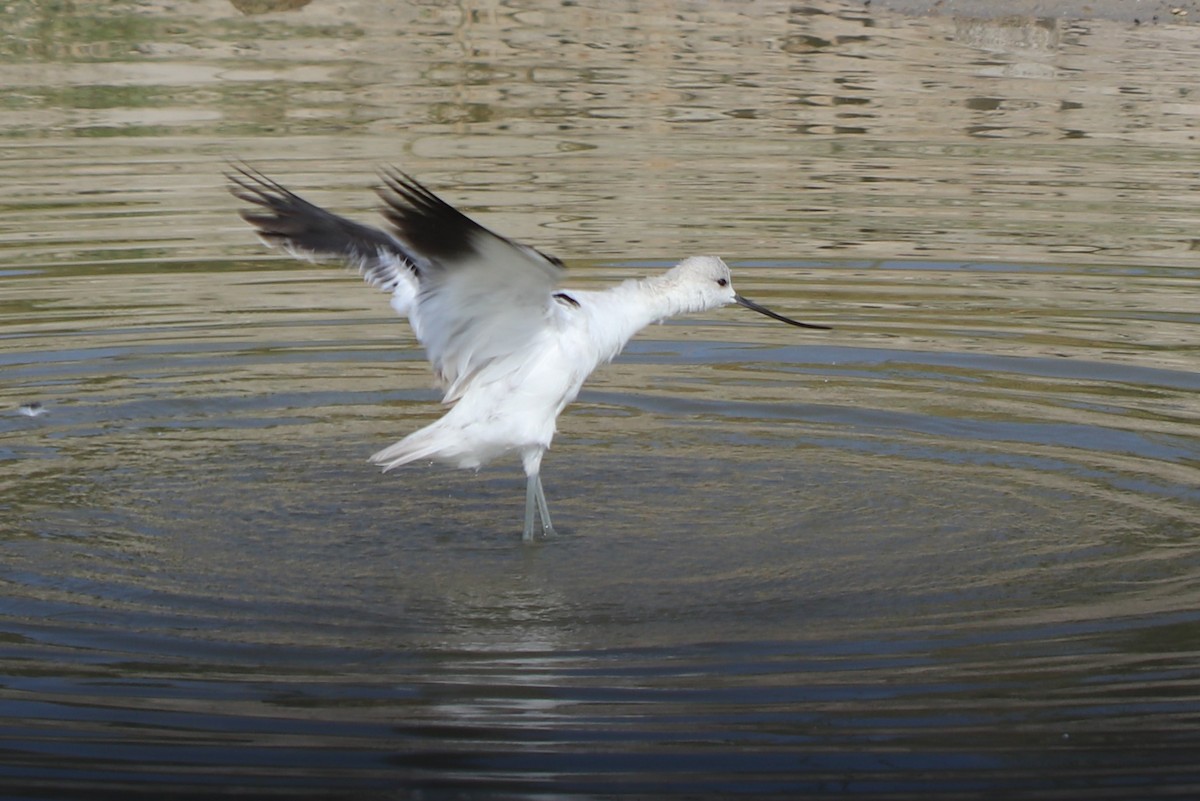 Avoceta Americana - ML153559231