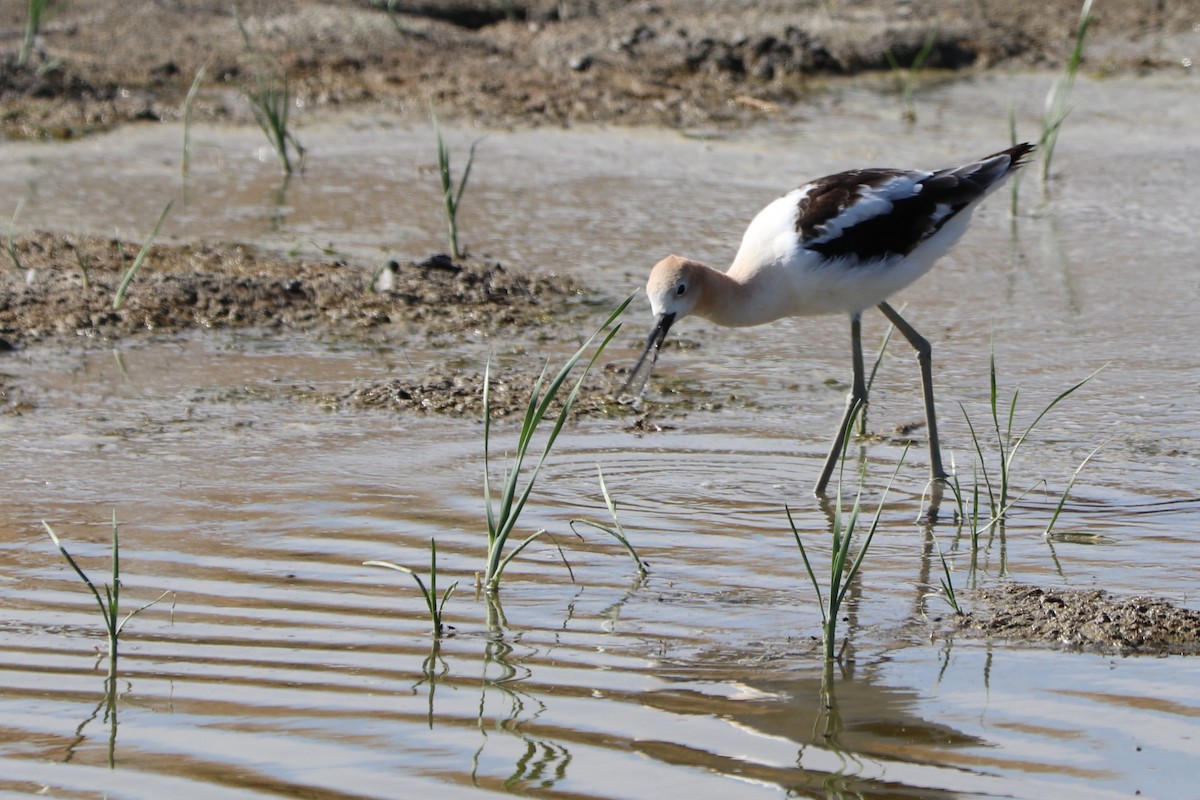 Avoceta Americana - ML153559241