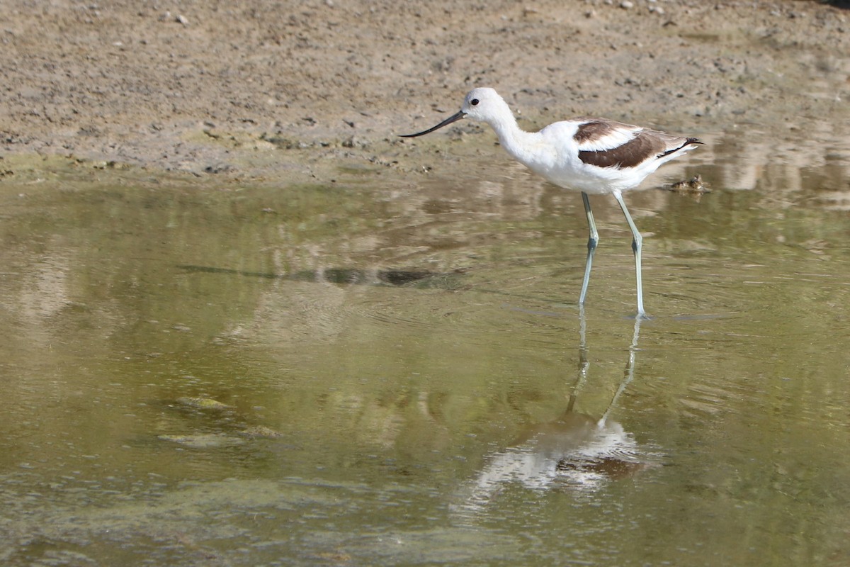 Avocette d'Amérique - ML153559251