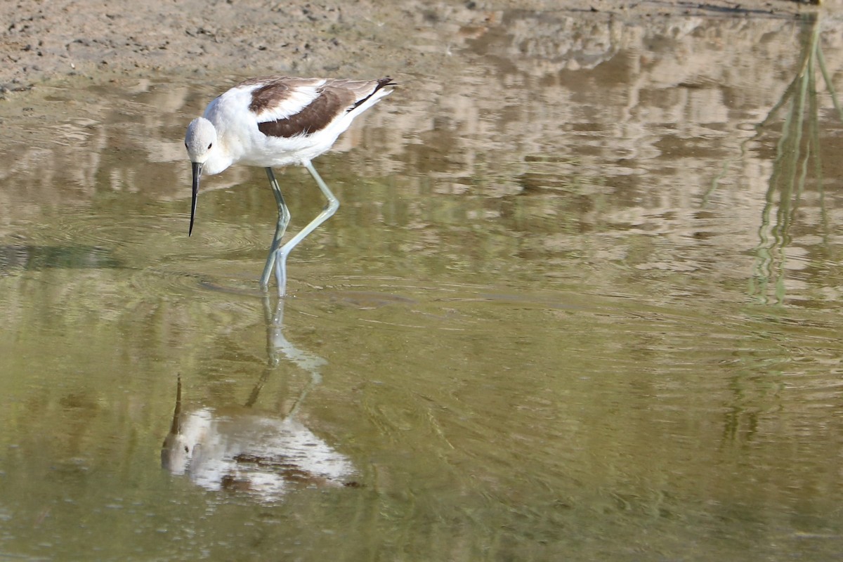 Avocette d'Amérique - ML153559261