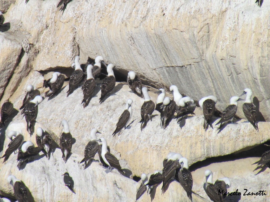 Peruvian Booby - ML153559331