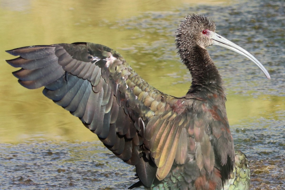 White-faced Ibis - ML153559501