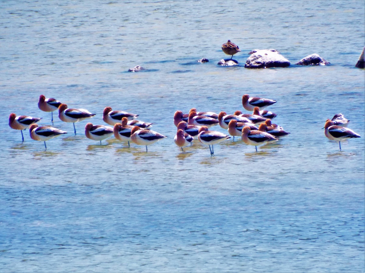 American Avocet - ML153559511