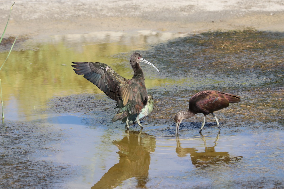 White-faced Ibis - ML153559721