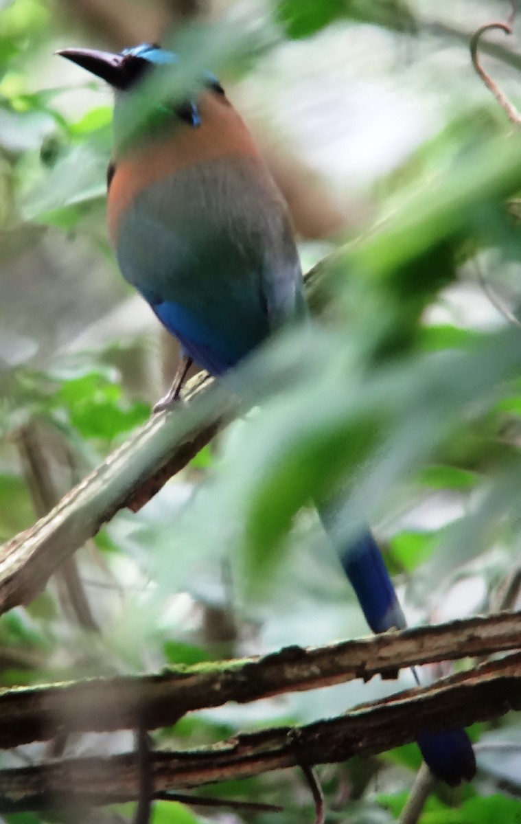 Lesson's Motmot - ML153559811