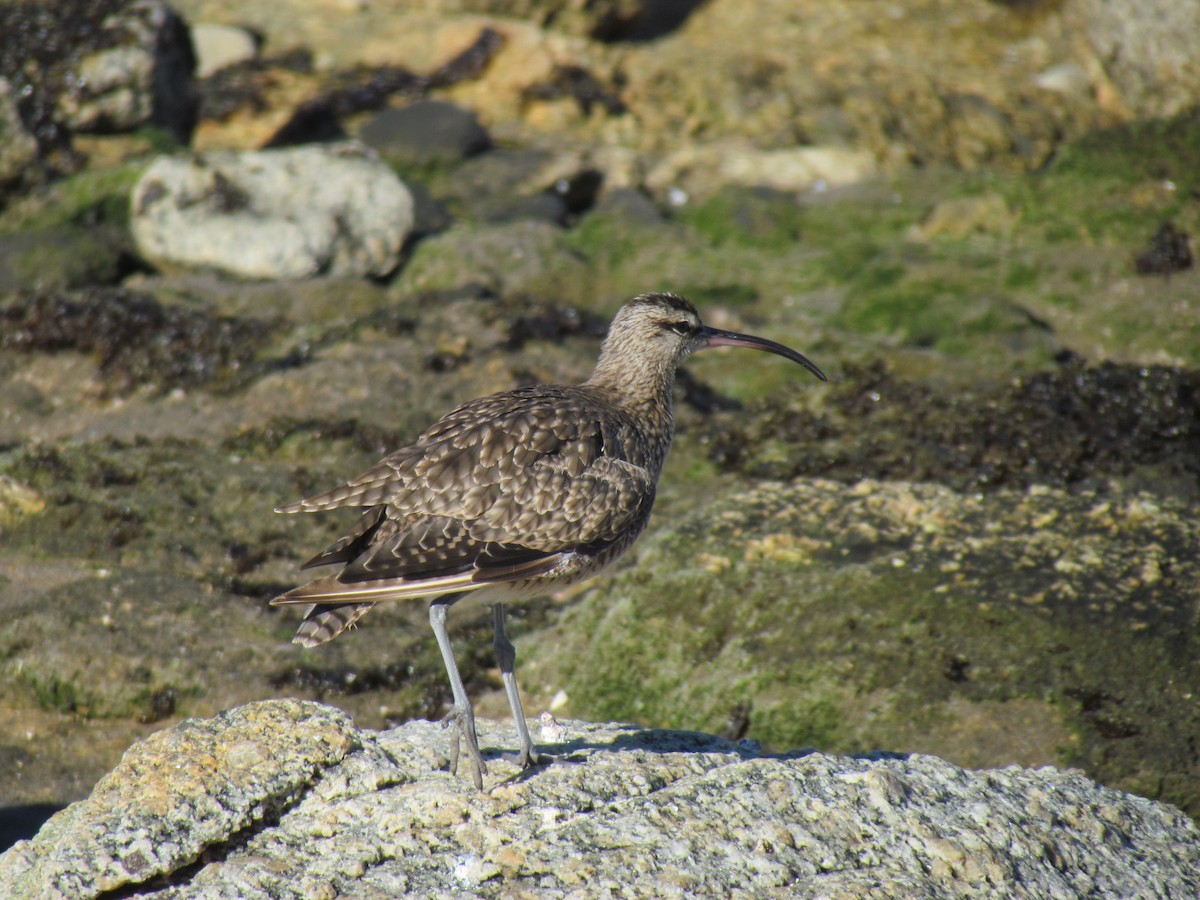 Regenbrachvogel - ML153560001