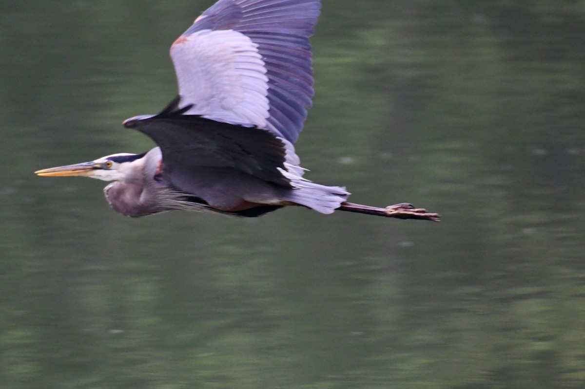 Great Blue Heron - ML153560601