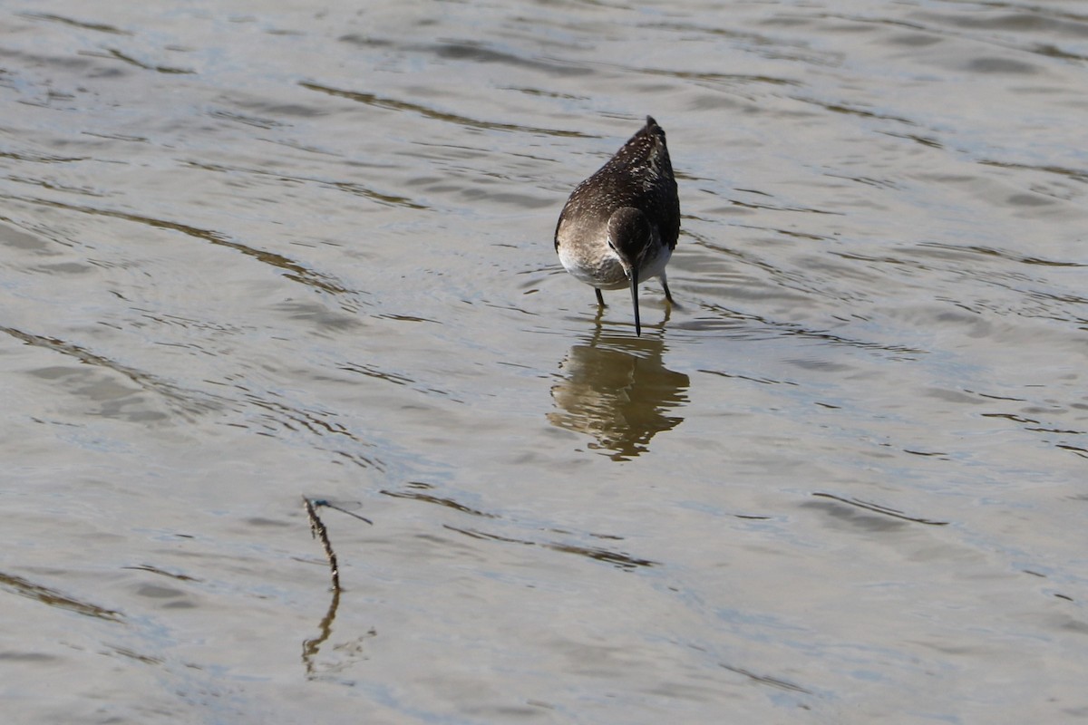 Solitary Sandpiper - ML153560961