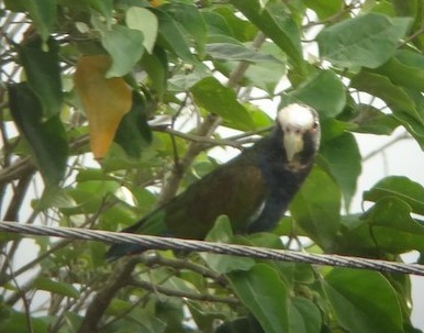 White-fronted Amazon - ML153561321