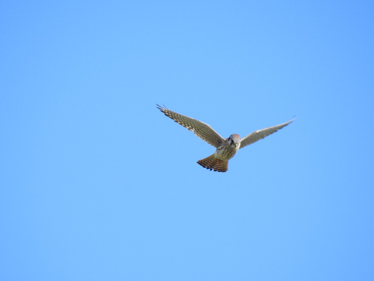 American Kestrel - Jeannette Richards