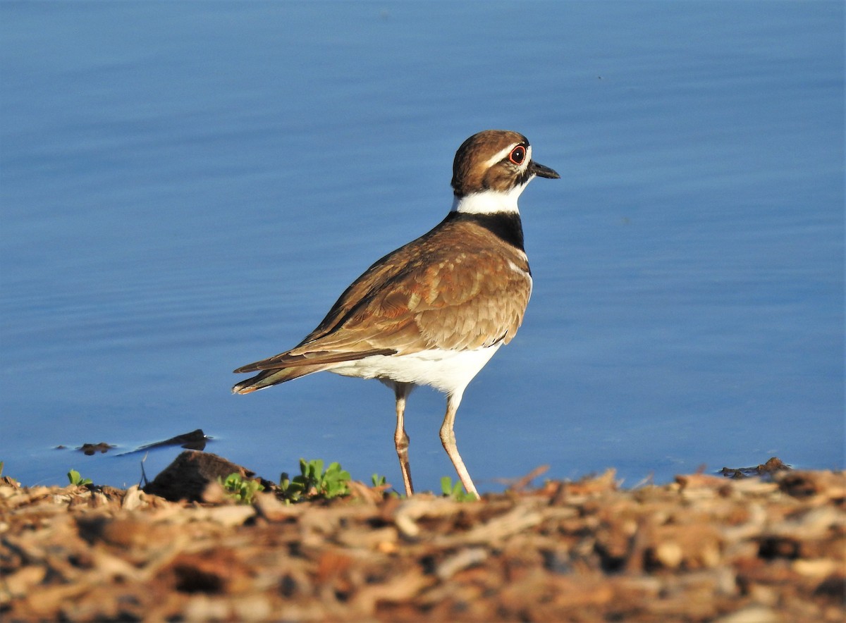 Killdeer - ML153563471