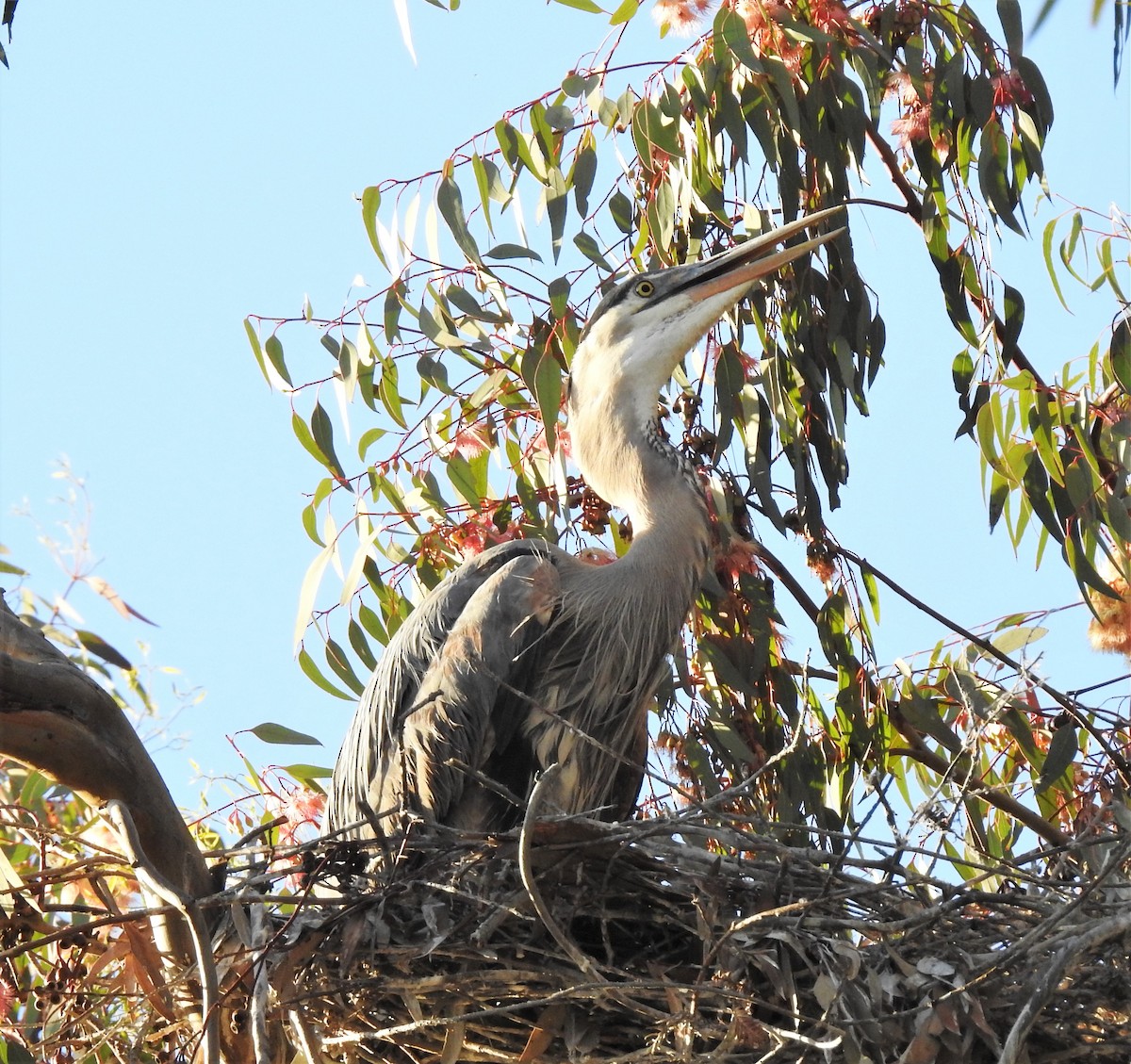 Great Blue Heron - Bill Pelletier