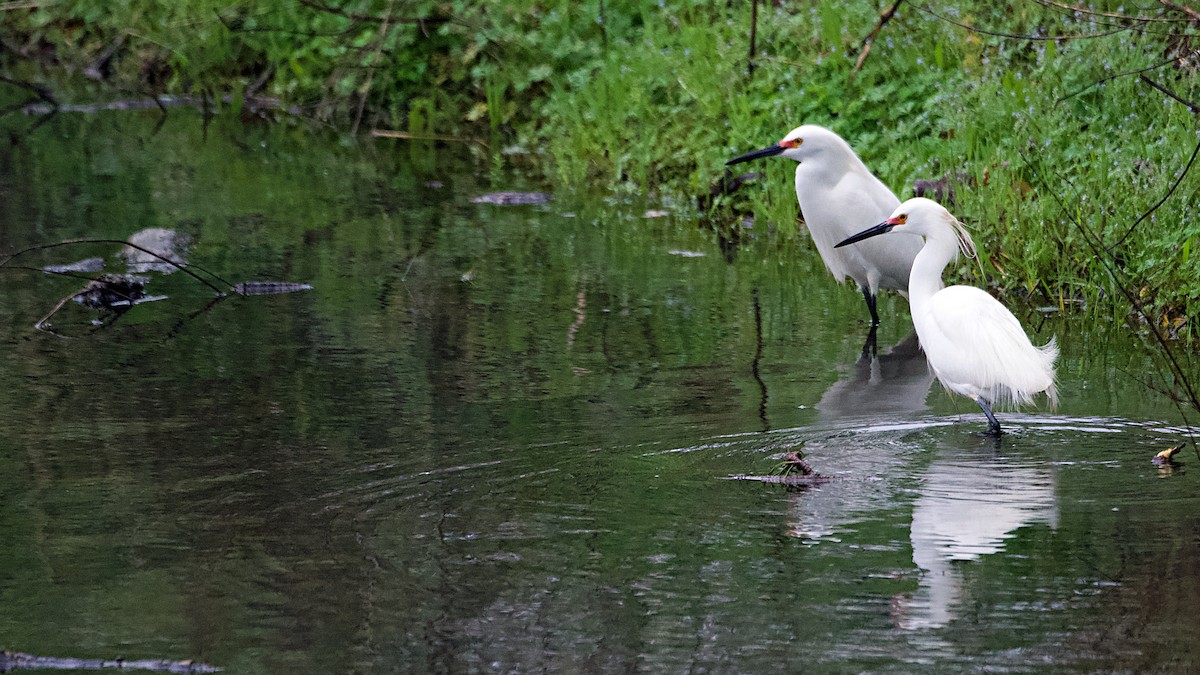 Snowy Egret - ML153564341