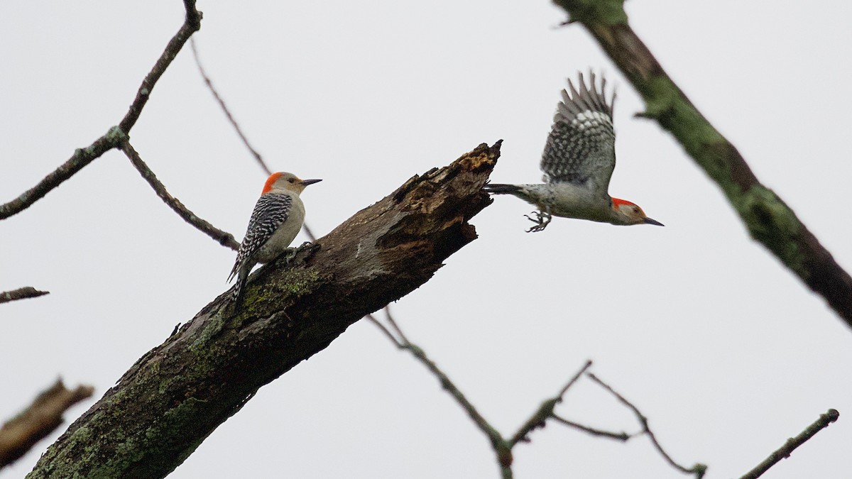 Red-bellied Woodpecker - ML153564381