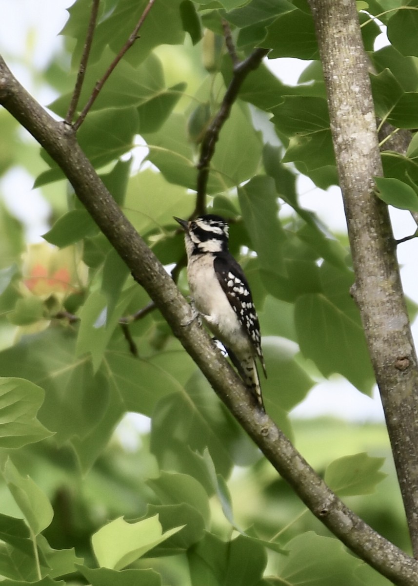 Downy Woodpecker - ML153564921