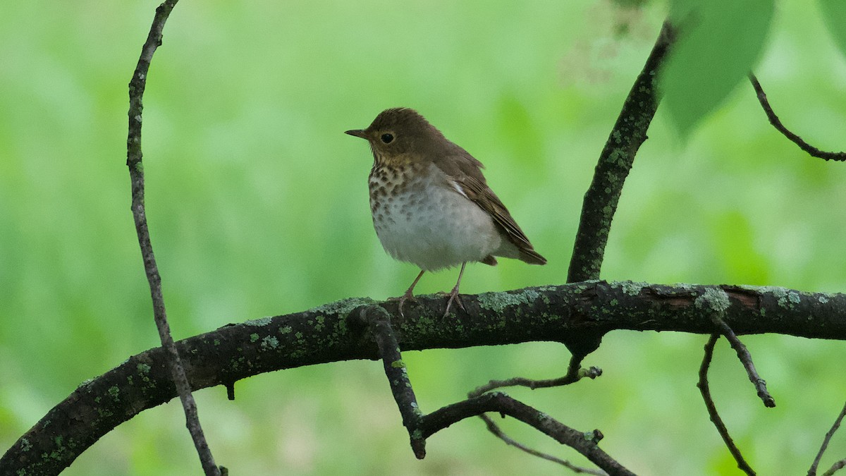 Swainson's Thrush - ML153565041