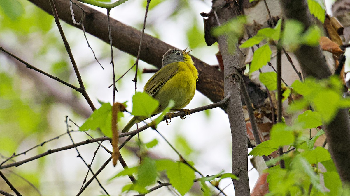 Nashville Warbler - ML153565131