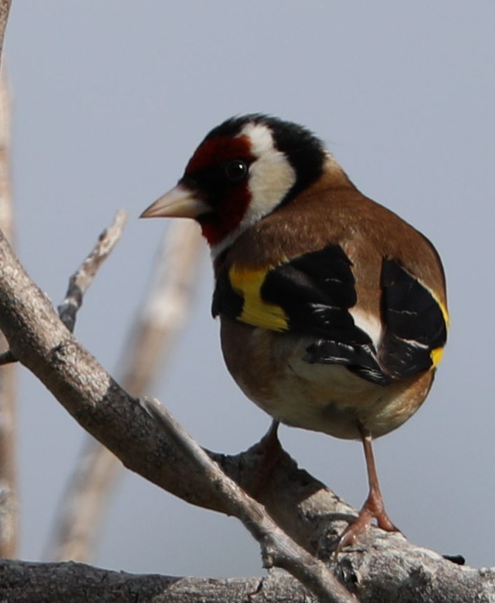 European Goldfinch - Richard Brewer