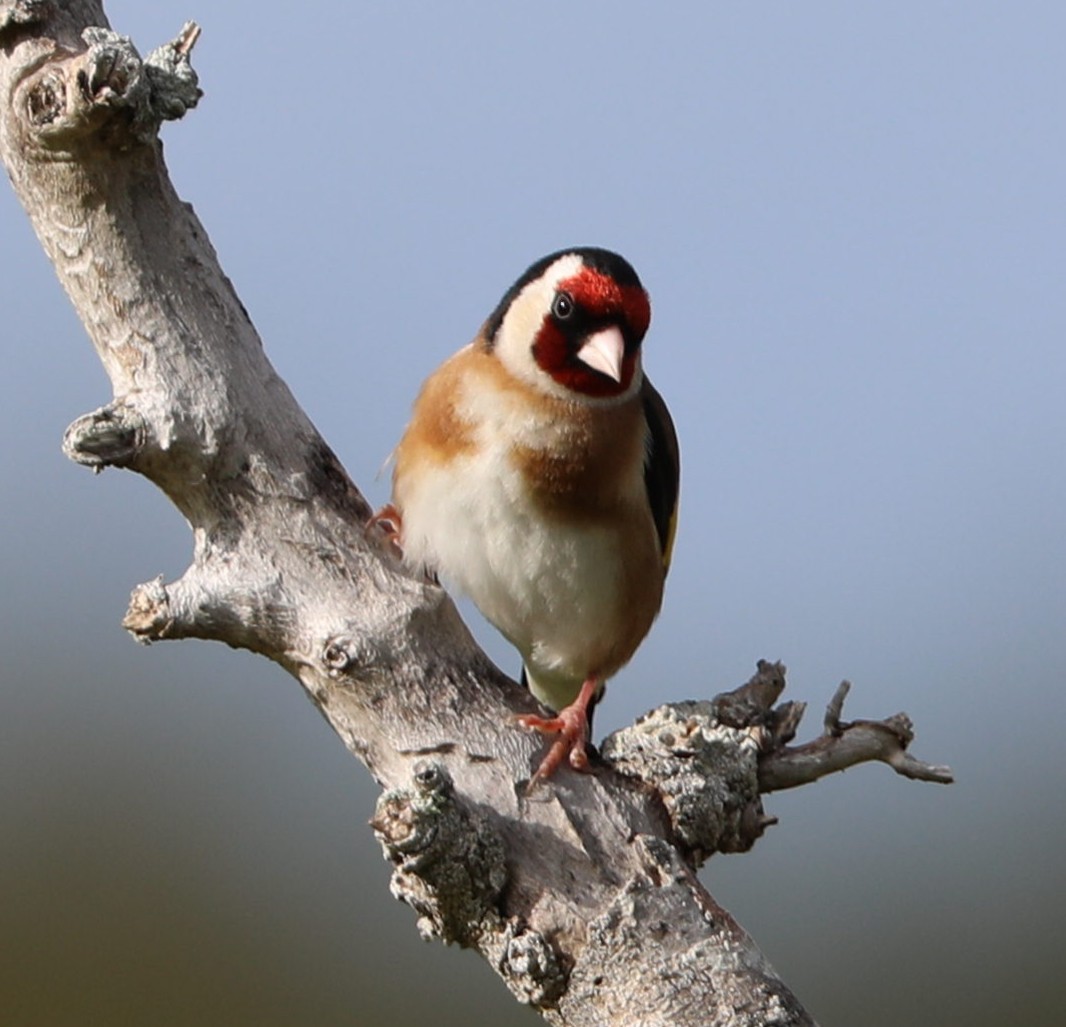 European Goldfinch - ML153565331