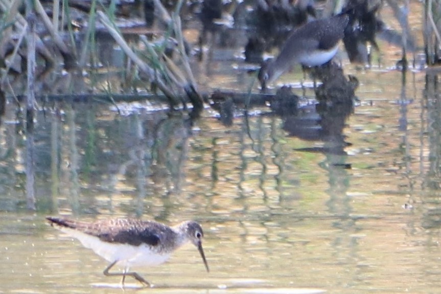 Solitary Sandpiper - ML153565381