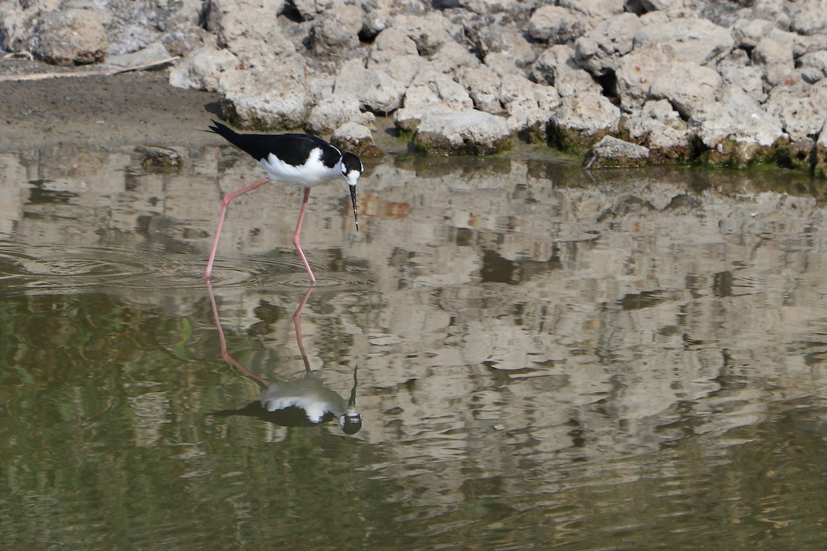 Cigüeñuela Cuellinegra - ML153565461