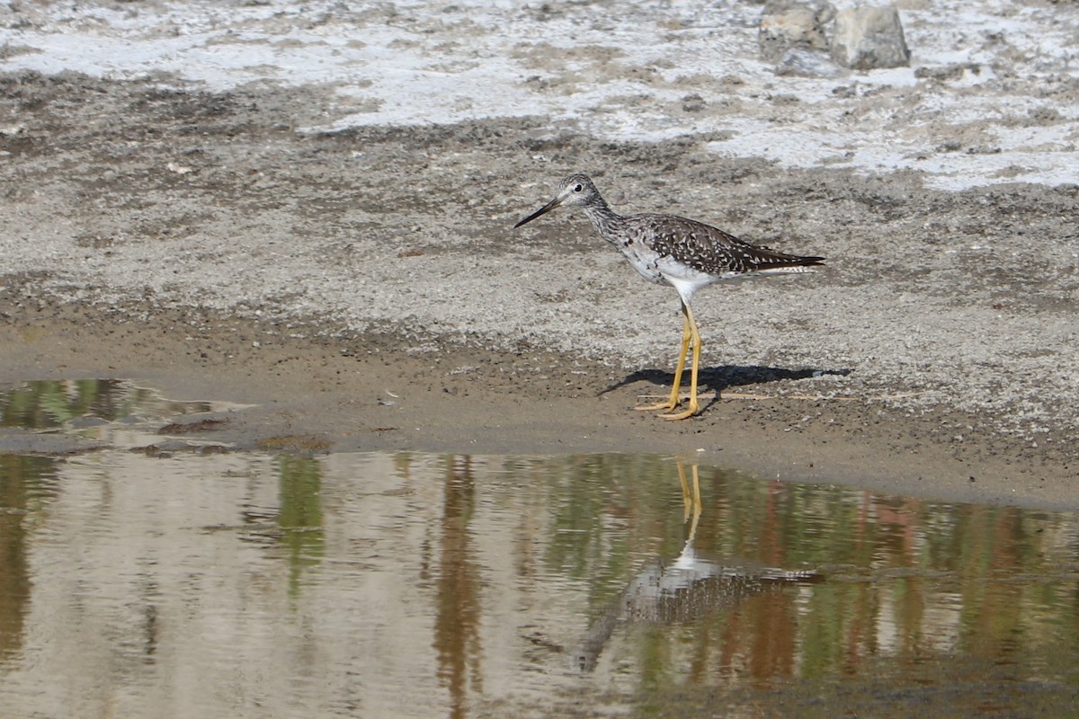 Greater Yellowlegs - ML153566011