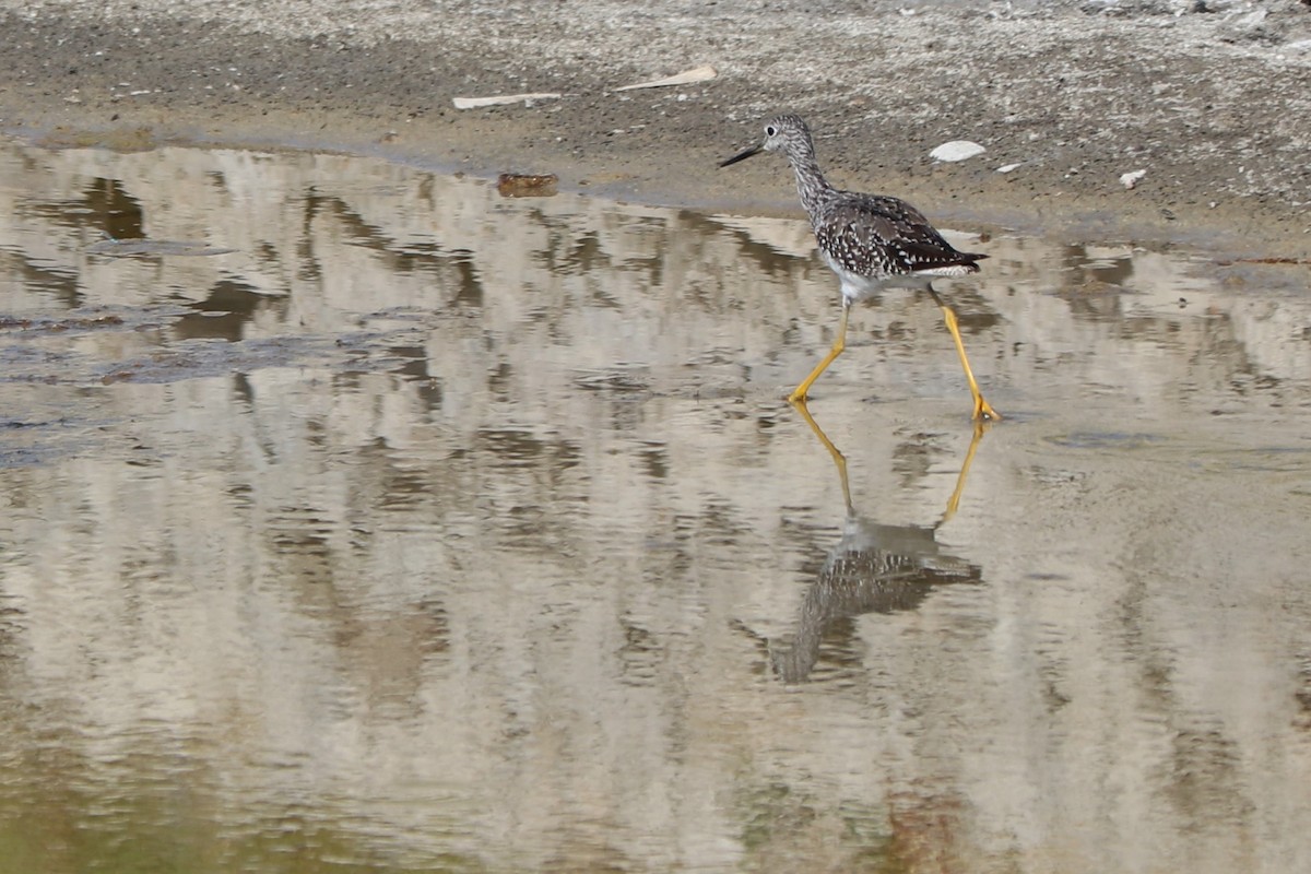 Greater Yellowlegs - ML153566021