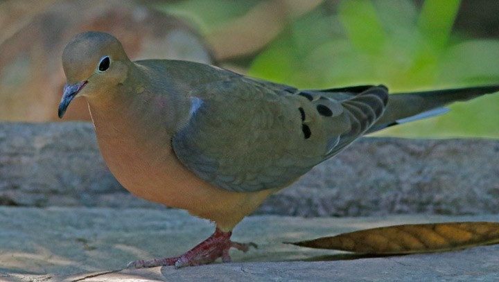 Mourning Dove - Kris Petersen