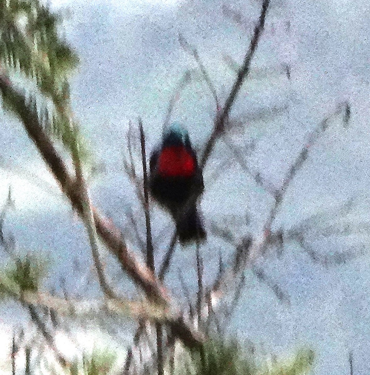 Scarlet-chested Sunbird - ML153568771