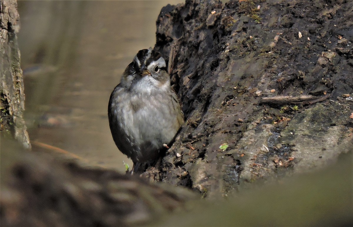 Swamp Sparrow - Eric Michael