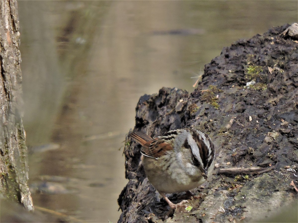 Swamp Sparrow - Eric Michael