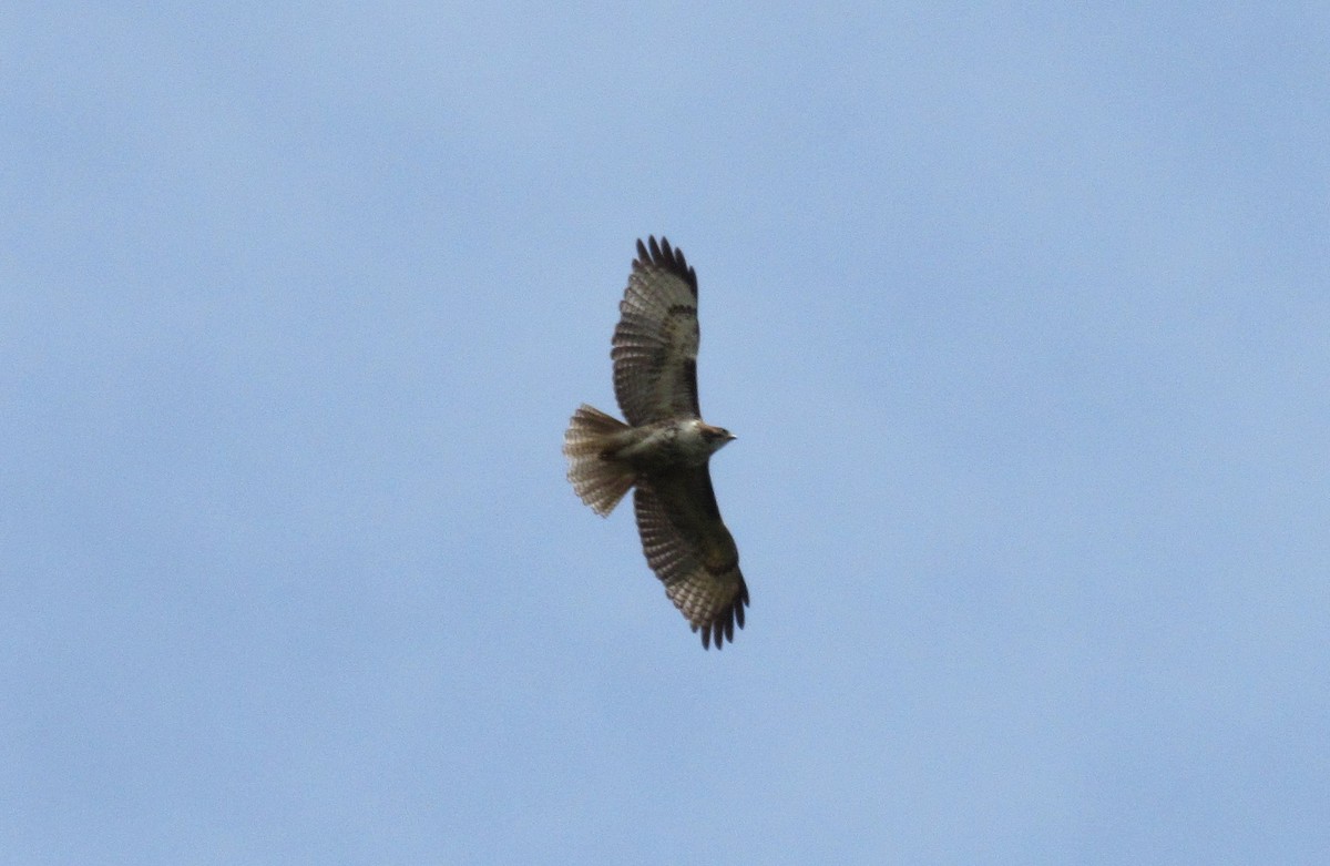 Red-tailed Hawk - Jim Zook