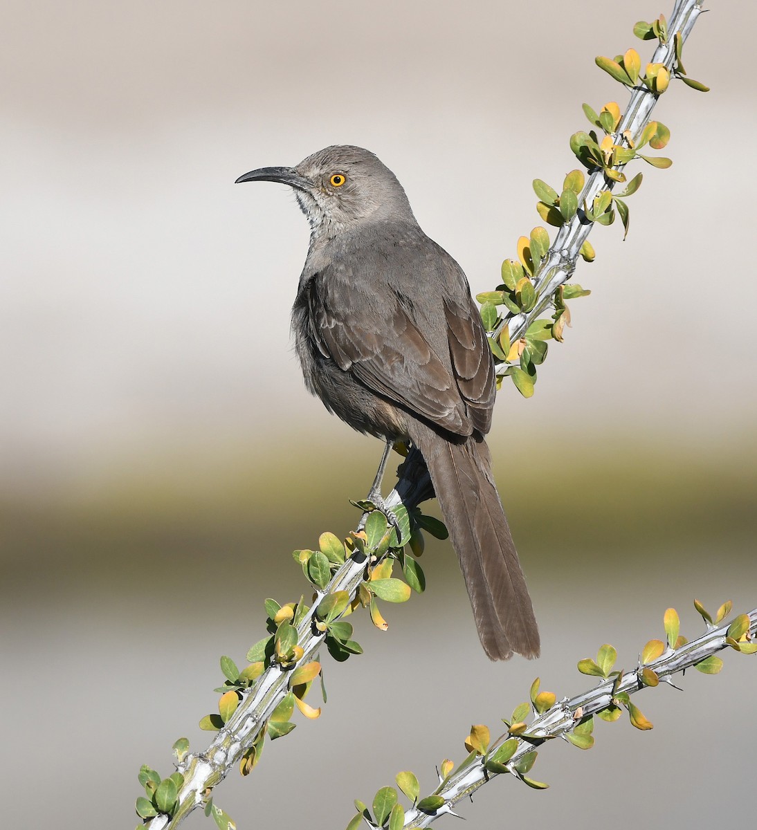 Curve-billed Thrasher - ML153568851