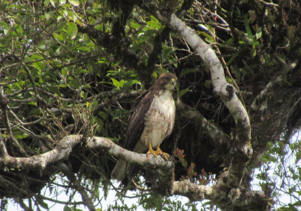 Red-tailed Hawk - Jim Zook