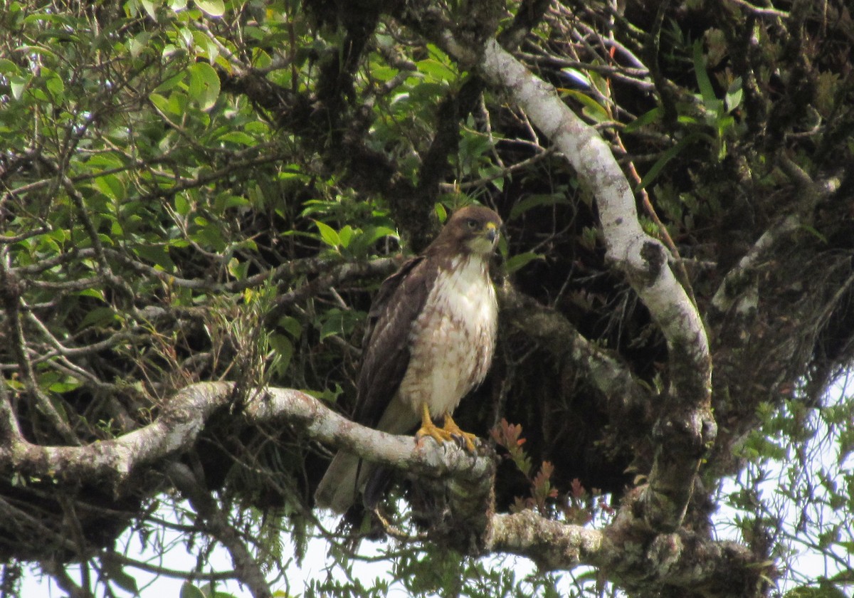Red-tailed Hawk - ML153568961