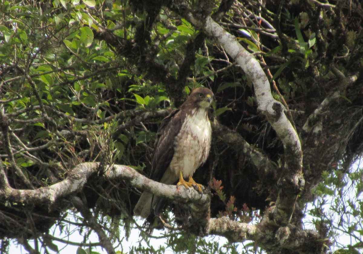 Rotschwanzbussard - ML153568961