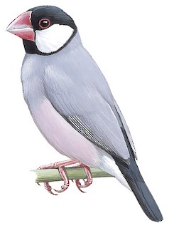 Java Sparrow