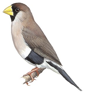 Masked Finch - Poephila personata - Birds of the World