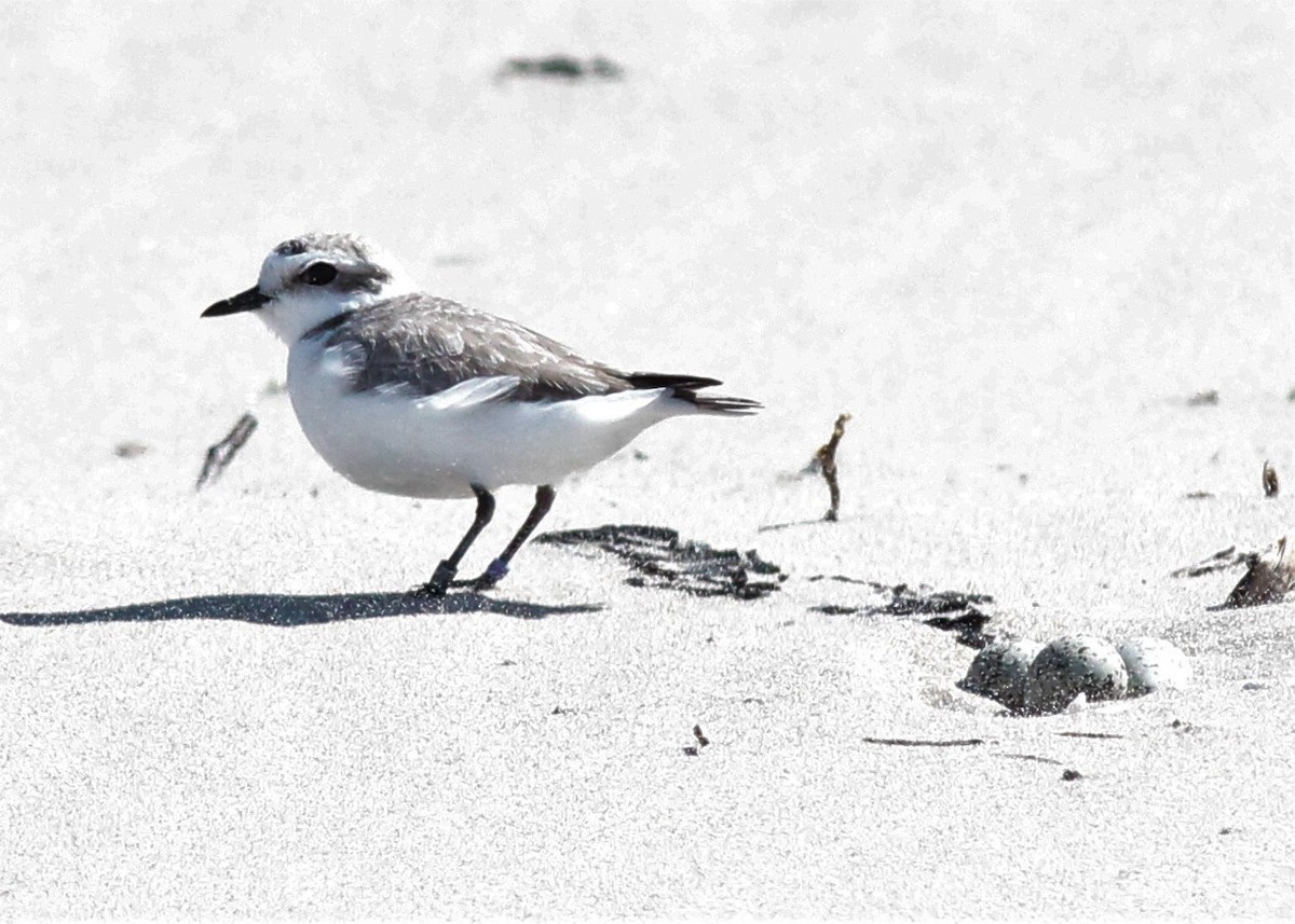 Snowy Plover - ML153570571