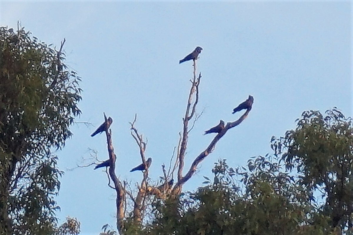 Red-tailed Black-Cockatoo - ML153571191