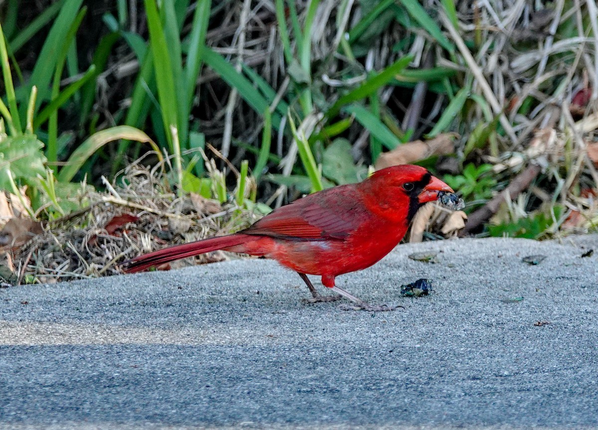 Northern Cardinal - ML153571531