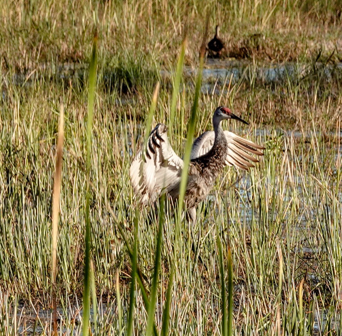 Sandhill Crane - ML153571781