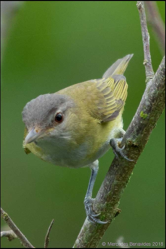 Yellow-green Vireo - Mercedes Benavides