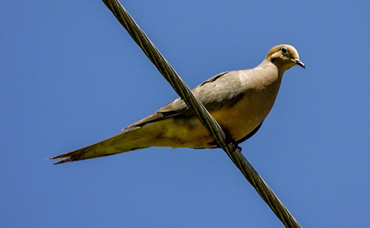 Mourning Dove - ML153572081