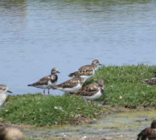 Ruddy Turnstone - ML153572111