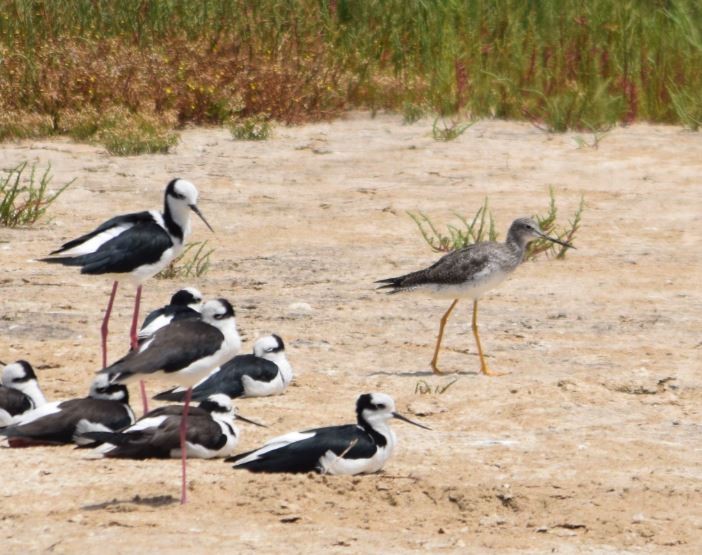 Greater Yellowlegs - Felipe Undurraga