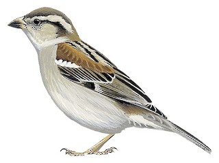 Russet Sparrow - Passer cinnamomeus - Birds of the World